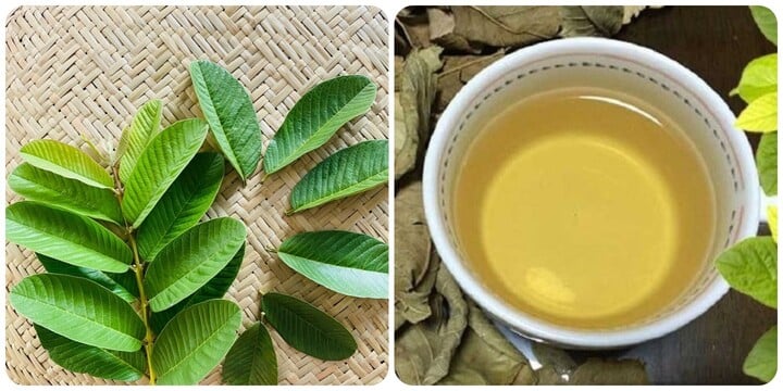 Uống nước lá ổi mỗi ngày - tốt hay hại cho sức khỏe